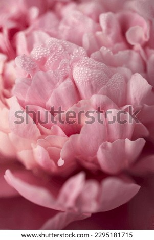 Beautiful terry soft pink peony with dew drops close-up, texture of delicate leaves. Background for card for mother's day, valentine's day, wedding invitation vertical arrangement.