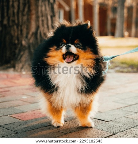"Discover the beauty and charm of our stunning dog picture collection on Shutterstock. Featuring a diverse range of breeds, each image is captured in stunning detail and vibrant colors. 