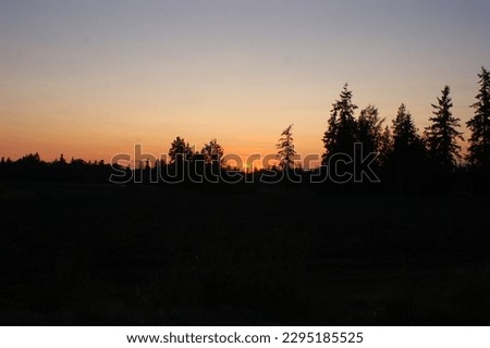 Sunsets Over the Lush Forest