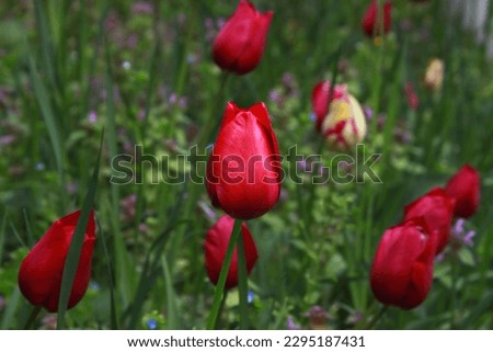 Enjoy this amazing picture of colorful and beautiful tulip.