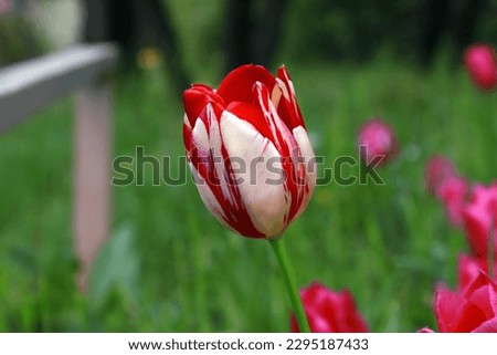 Enjoy this amazing picture of colorful and beautiful tulip.