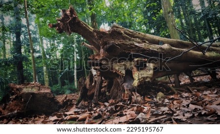 A Fallen trunks in the forest