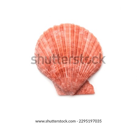 Pink shell isolated on white, top view