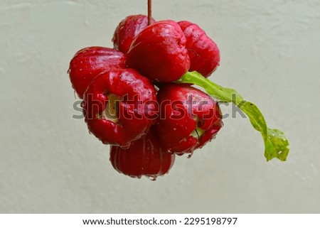 a sprig of fruit called water guava, water apple, or rose apple that is red and fresh. Royalty-Free Stock Photo #2295198797