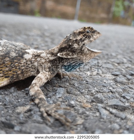 "Draco" the dragon lizard, a lizard that can fly because it has wings. the picture was taken in the morning in my village