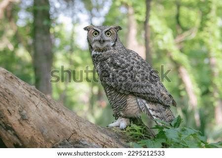 Profile view of a Great Horned Owl sitting on a log in the forest.