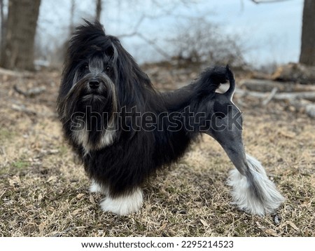 Lowchen pictures, small fluffy dog