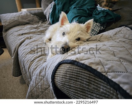 A west highland terrier resting on a couch. Royalty-Free Stock Photo #2295216497