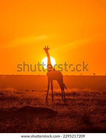 Sunset is kenya! Can't wait to visit this stunning landscape, wonderful people and unbelievable wildlife! This gorgeous sunset saysit all!  Royalty-Free Stock Photo #2295217209