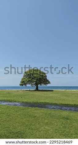 trees and green grass on the beach