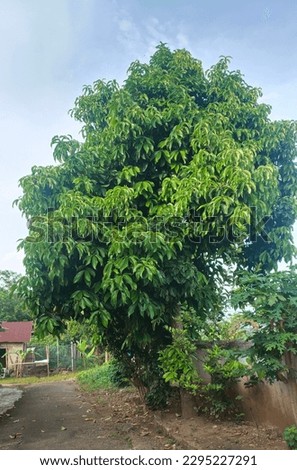 rambutan tree beside the house accompanied by bright blue clouds in the afternoon