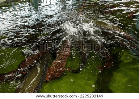 Arapaima fish in a zoo pond in Thailand