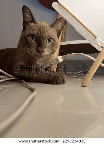 cute Siamese cat playing under the lamp