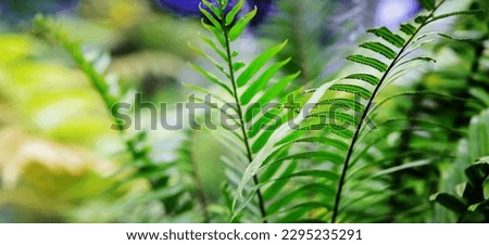 Green forest, tropical forest green nature background, ecology and destination progress, freedom journey lifestyle concept use for advertisement in spa business and environmental conservation idea.