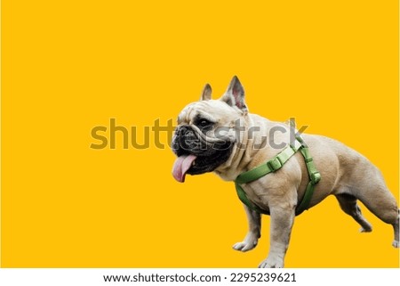  french Bulldog in yellow background