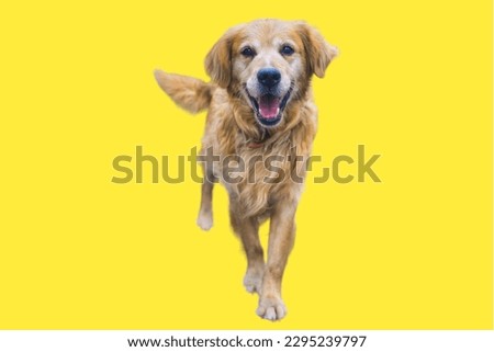 Golden Retriever dog in yellow background
