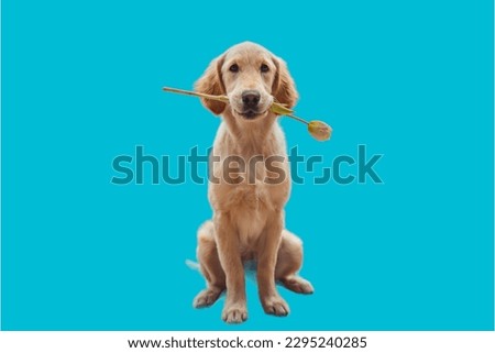 Golden Retriever dog sitting in blue background 