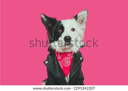 Border Collie dog in Pink background