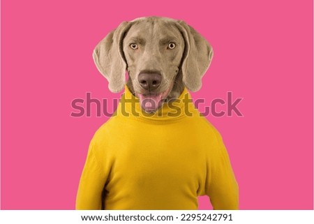 Weimaraner dog wearing custome in Pink background
