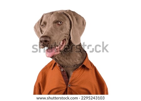 Weimaraner dog wearing custome in gray background
