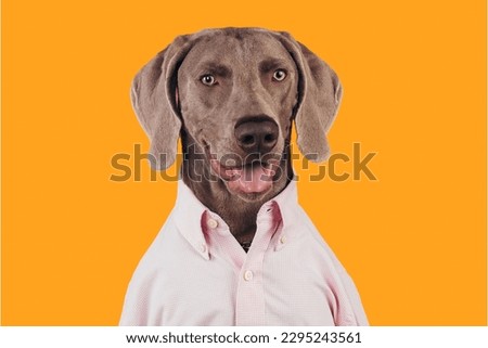 Weimaraner dog wearing custome in yellow background
