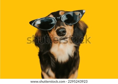 Dachshund dog in orange background
