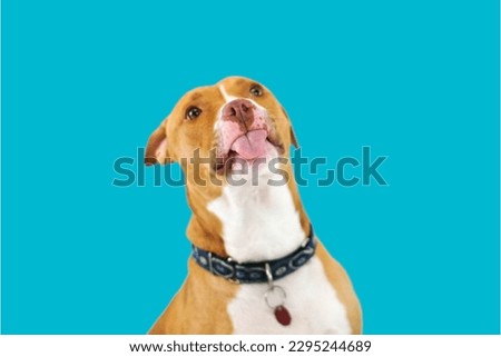Pit bull dog in blue background

