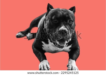 black American Bully dog in background
