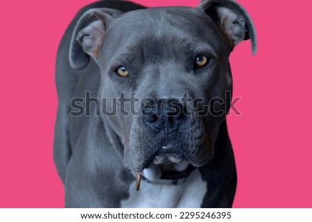 Pit bull dog looking AT the camra in Pink background 

