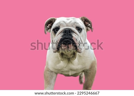 White English Bulldog in Pink background
