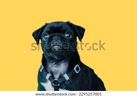 black pug dog in yellow background 
