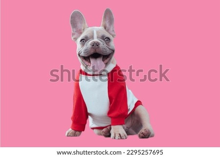 french Bulldog sitting in Pink background

