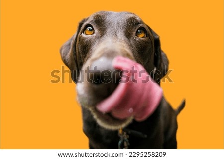 Labrador Retriever dog in yellow background
