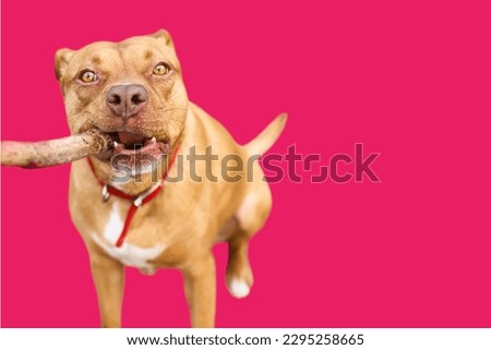 Brown Pit bull dog in Pink background

