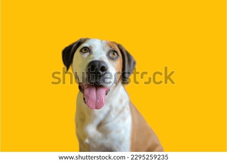 English Foxhound dog in yellow background

