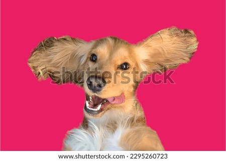 English Cocker Spaniel dog in Pink background
