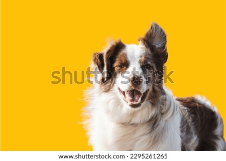 Australian Shepherd Dog in yellow background
