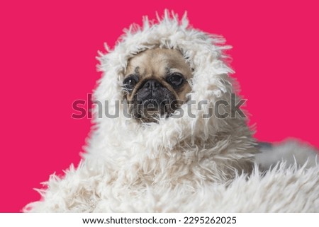 pug dog in Pink background
