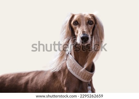 Saluki dog in gray background

