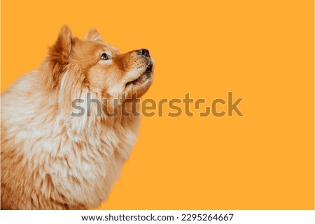 chow-chow dog in yellow background
