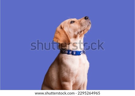 Labrador Retriever dog in blue background 