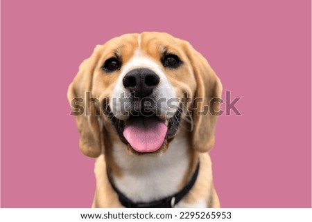 Beagle dog in Pink background
