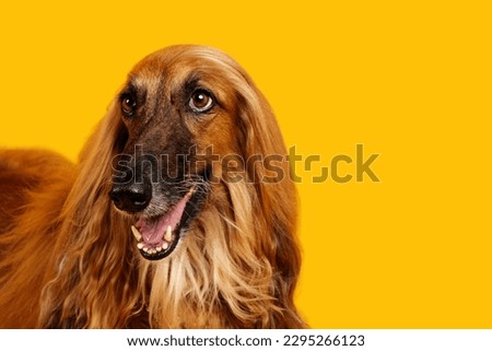 Afghan Hound dog in yellow background 