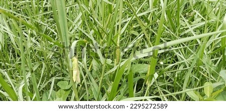 picture of two green grasshoppers in the grass