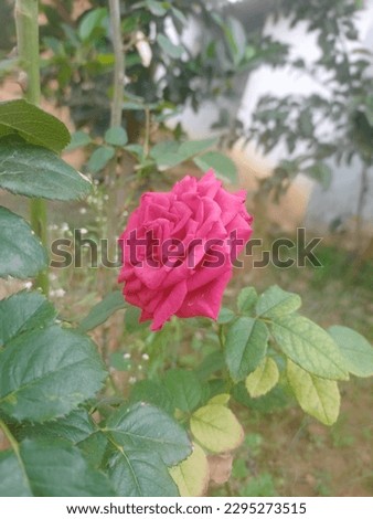 A Beautiful Rose . Rose flower picture 