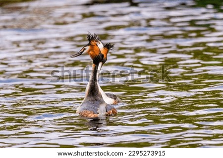 Great crested grebe in its natural habitat swimming in lake. water birds.