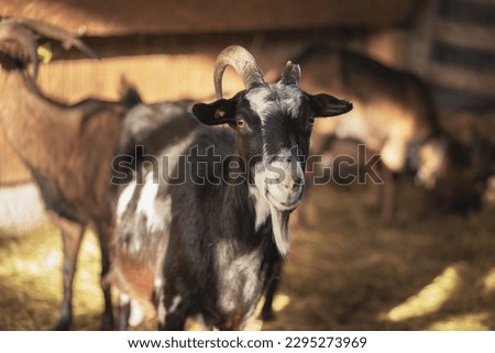 Goat on animal farm. High quality photo