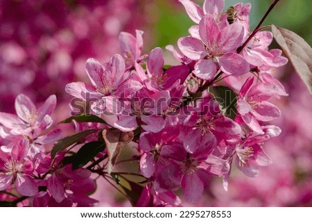 Dark pink flowers on a flowering tree. Spring. Sunny morning Royalty-Free Stock Photo #2295278553