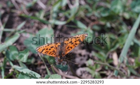 Beauty of Melitaea Didyma: Unraveling the Secrets of the Spotted Fritillary Butterfly. Spring shots