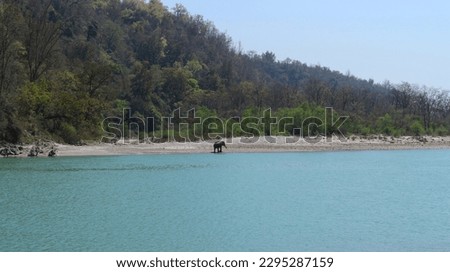 A wild elephant came to drink water on the banks of the Ganges in Rishikesh, Uttarakhand, India. Photo from a distance.